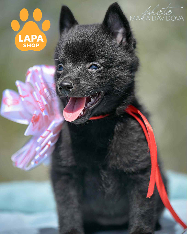 чорний шипперке