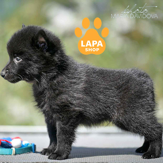 Schipperke-03