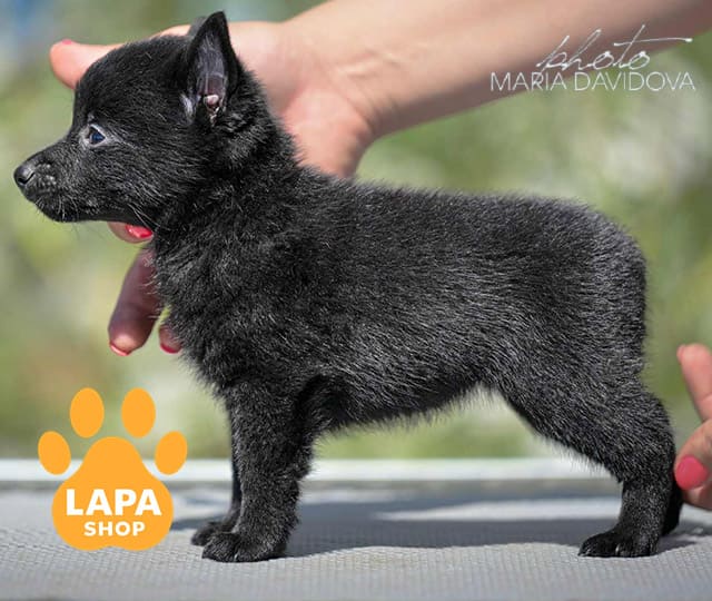 Schipperke-04