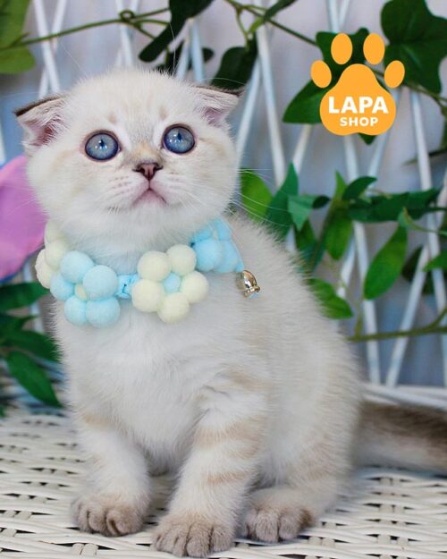 color point Scottish Fold <br>