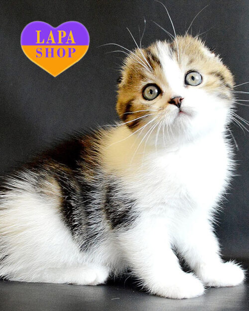 биколорный шотландец