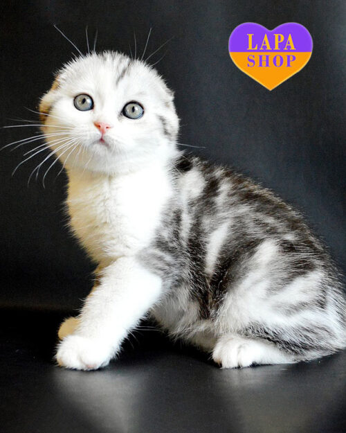 мраморный скоттиш-фолд