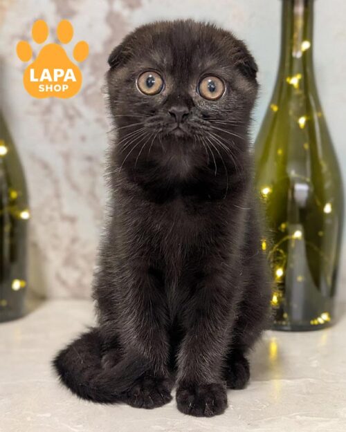 Scottish Fold Kittens for Sale from Europe 🐈 Ukraine