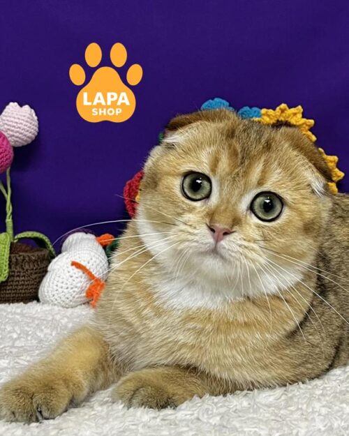 золотий скотіш-фолд