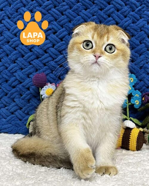 золотий скотіш-фолд