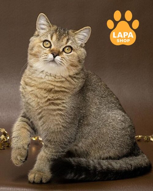 тикований шотландець