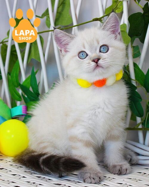 color point Scottish kitty