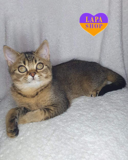 тикований шотландець