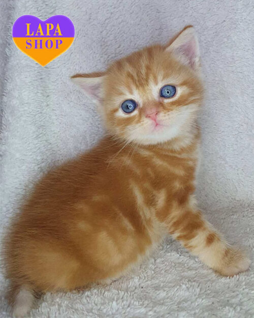 мармурово-рудий шотландець