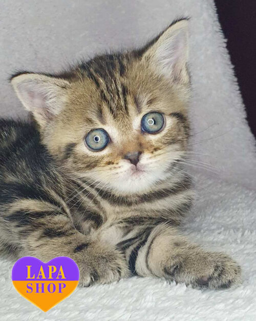 мраморный шотландец