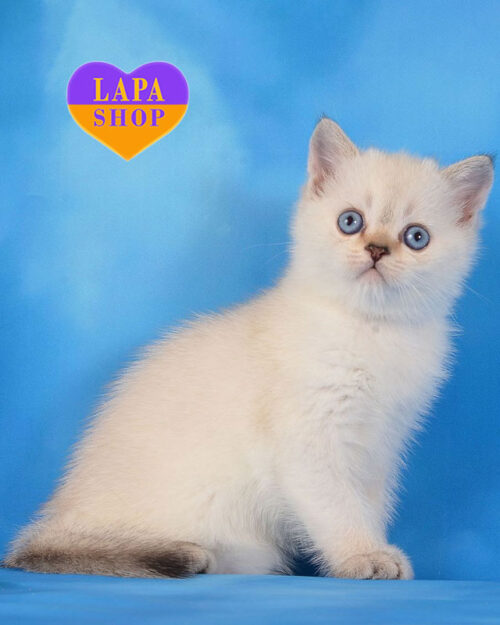 пойнтовий шотландець