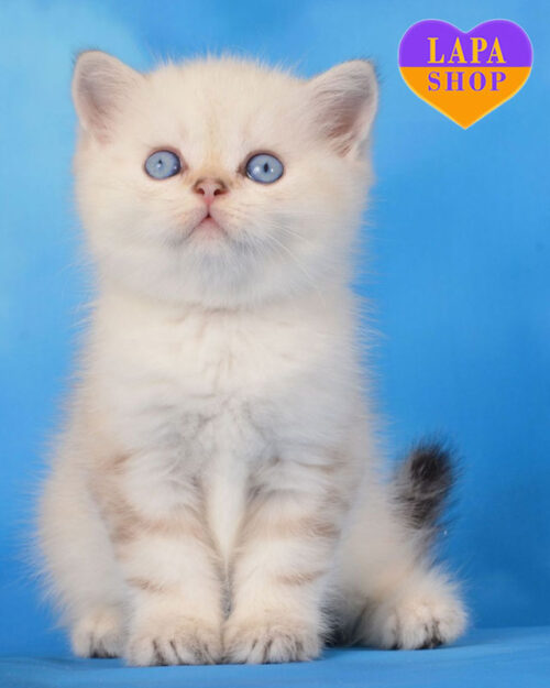 пойнтовий шотландець