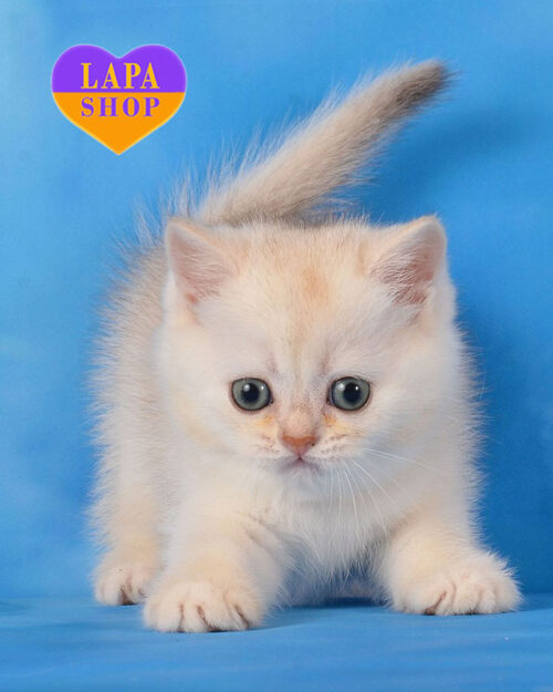 shaded Scottish <br> <br> <br>