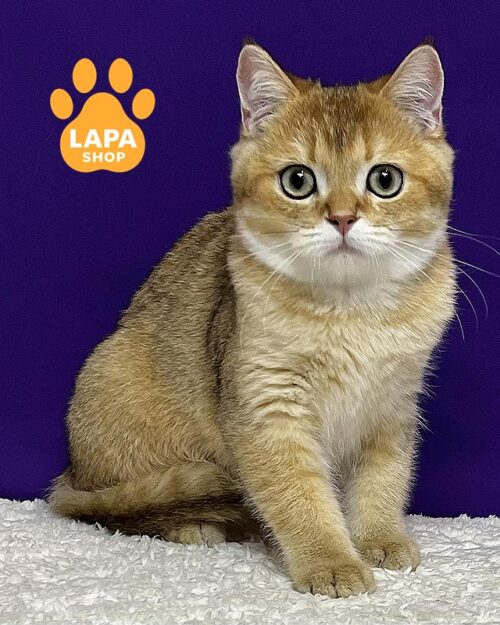  золотий скотіш-страйт