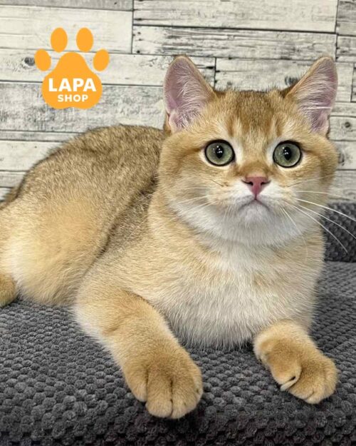 золотий скотіш-страйт