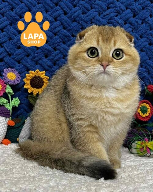 золотий скотіш-фолд