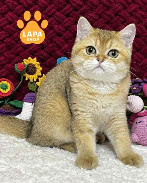 золота шотландська кішка