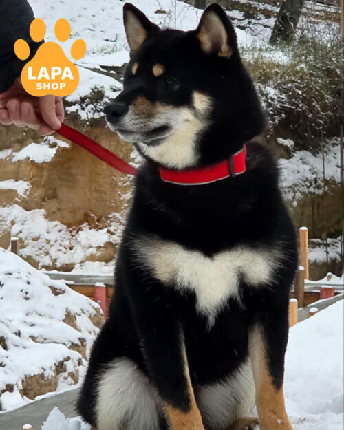 чорний шиба-іну