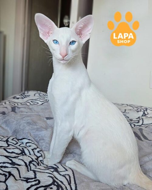 сіамське кошеня