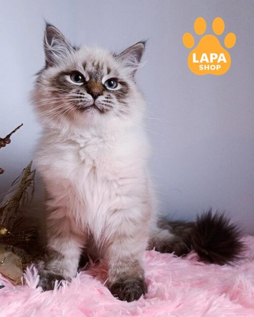 сибірське кошеня