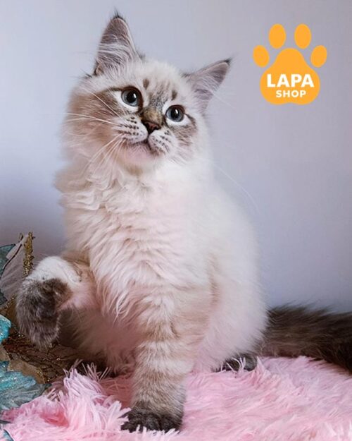 сибірський котик