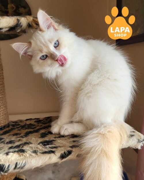 блакитноокий сибірський котик