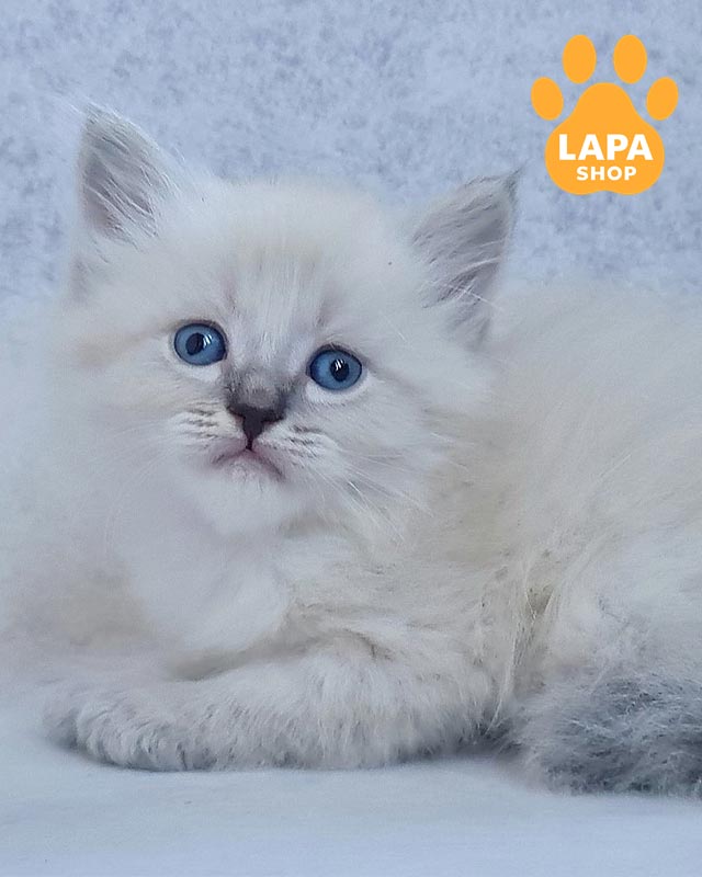 сибирский котенок