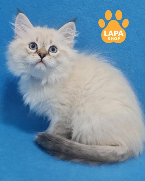 сибірське кошеня