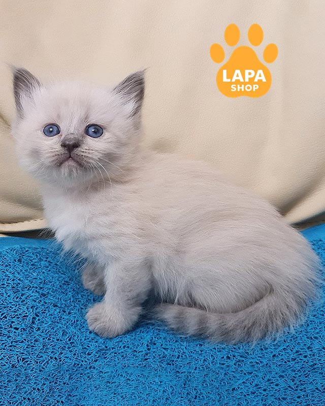 сибирская кошка