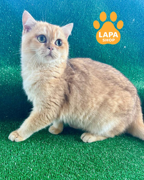 шоколадна золота британська довгошерста