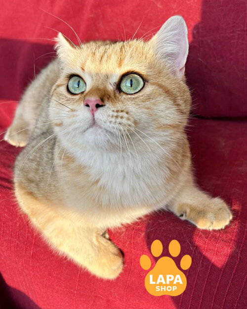 чорна золота британська короткошерста