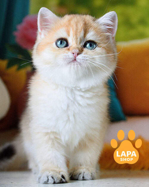 Tiffany is a Scottish Kitty in a Precious Golden Coat