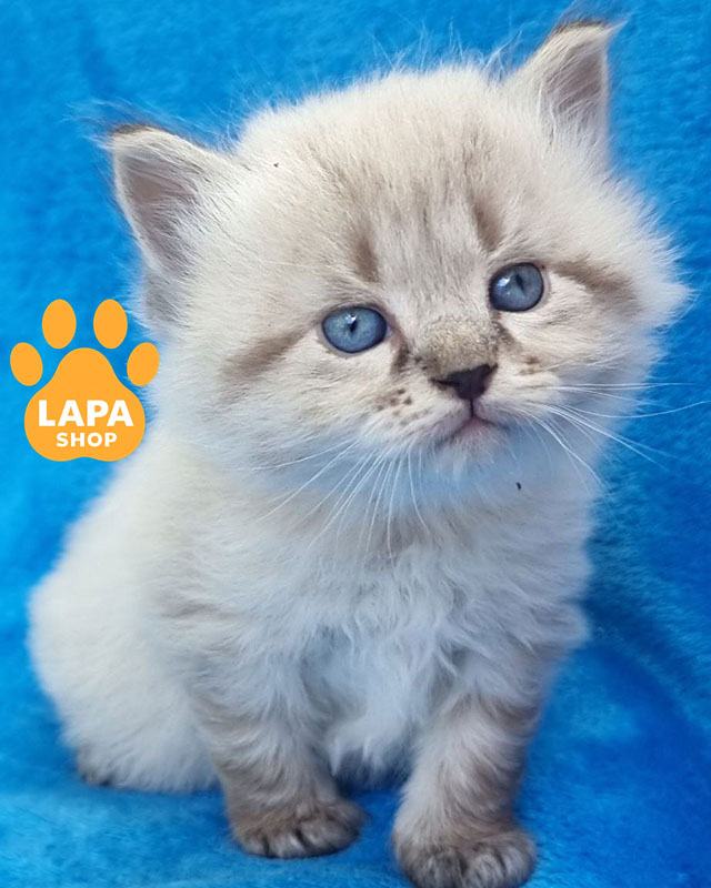 невська маскарадна