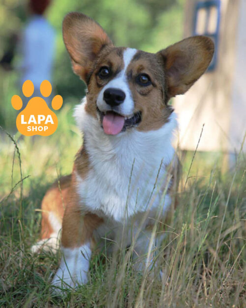 бело-рыжий вельш корги кардиган