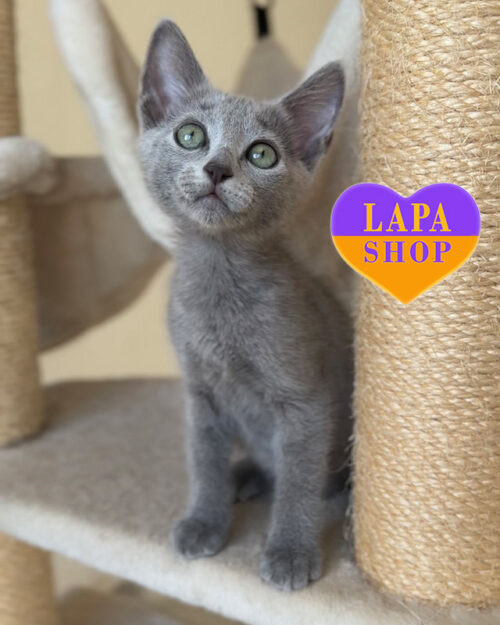 російська блакитна