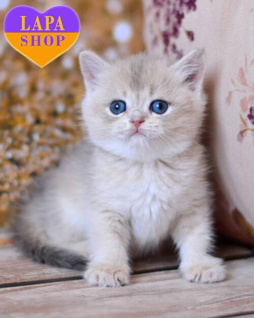 блакитно золота британська короткошерста