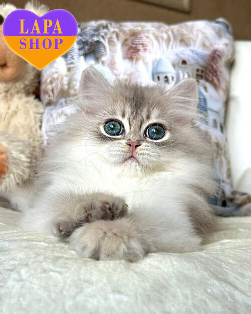 блакитна золота британська довгошерста