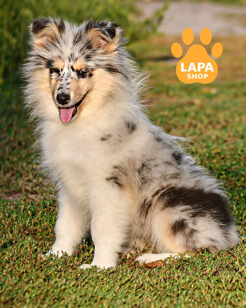 колі довгошерста