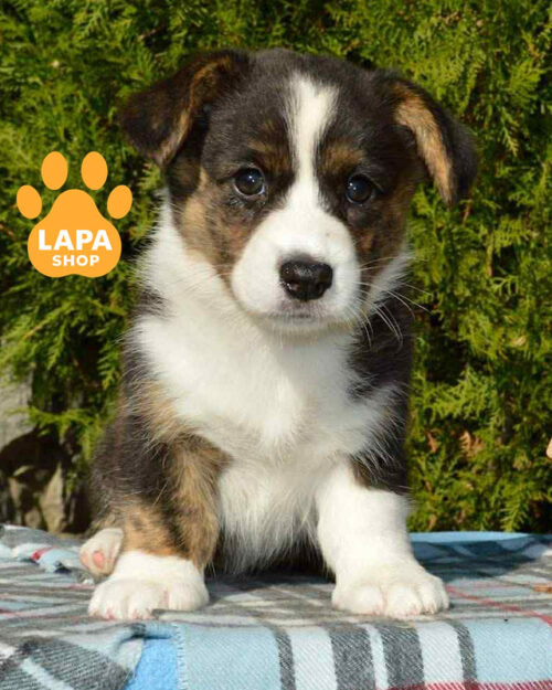 триколорний вельш коргі кардіган