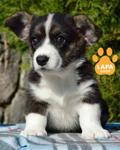 Триколорна леді породи вельш коргі кардіган