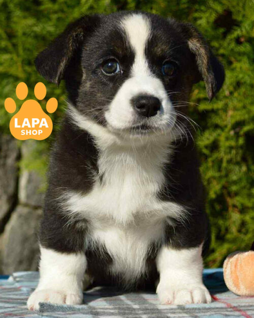 триколорна вельш коргі кардіган