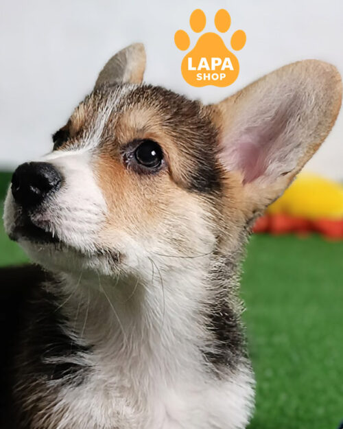 триколорний вельш коргі пемброк