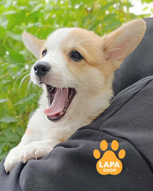 рудо-білий вельш коргі пемброк