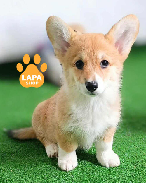 рудо-білий вельш коргі пемброк