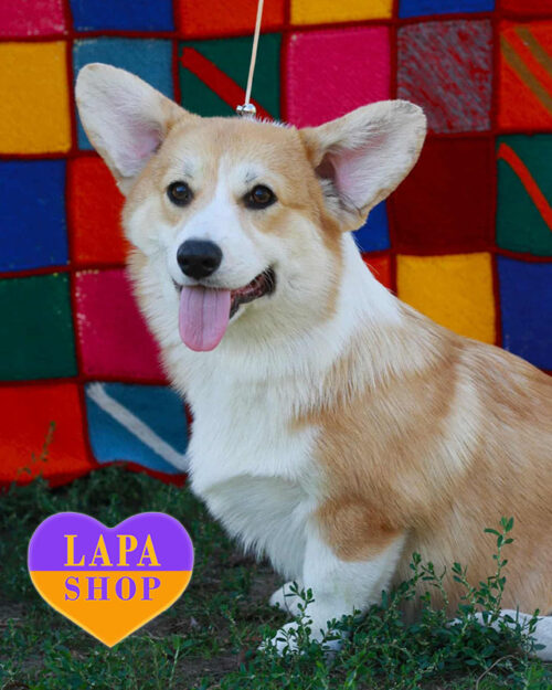 рыже-белая вельш корги пемброк