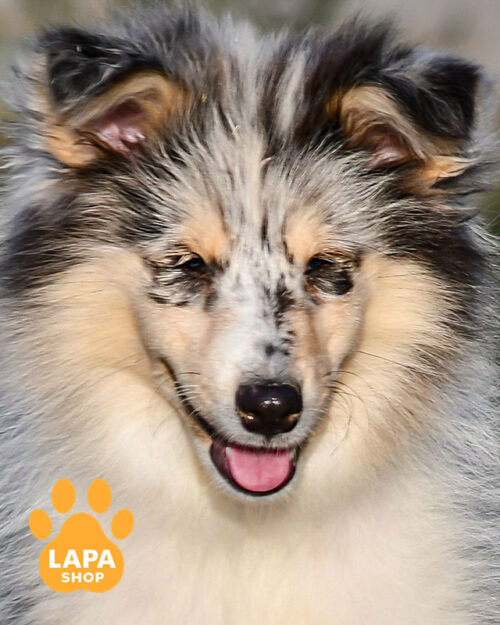 Collie Longhair