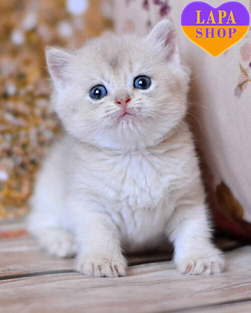 блакитно золота британська короткошерста