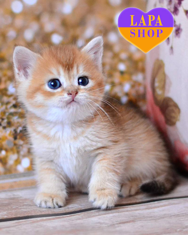 чорна золота британська короткошерста