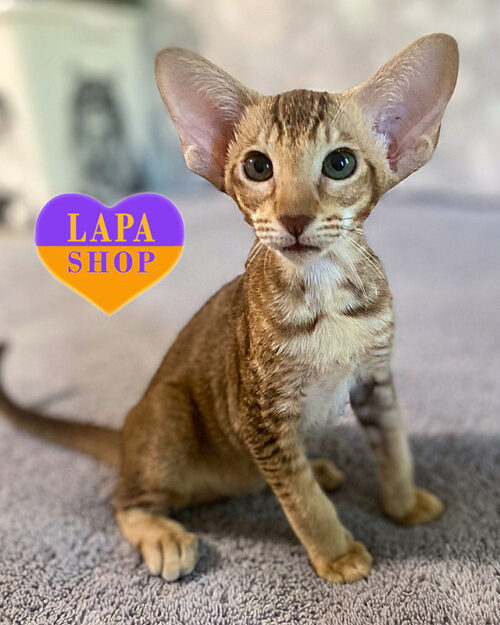 шоколадний орієнтал