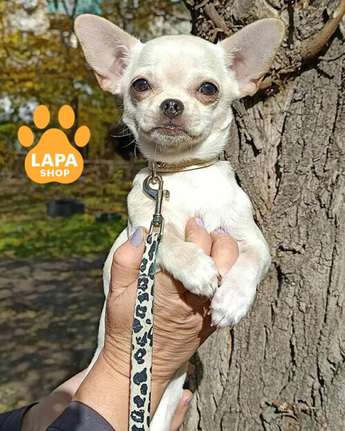 кремовий чихуахуа